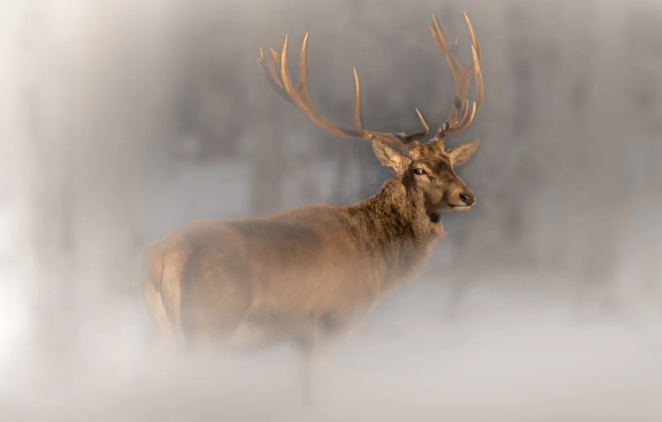 Photo wallpaper forest, deer, Belarus, photohunt, Nadezhda Demkina