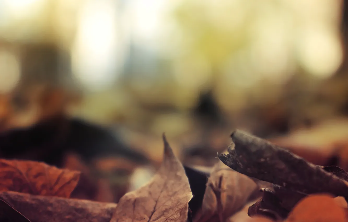 Photo wallpaper autumn, leaves, foliage, forest, river, trees, landscape, nature