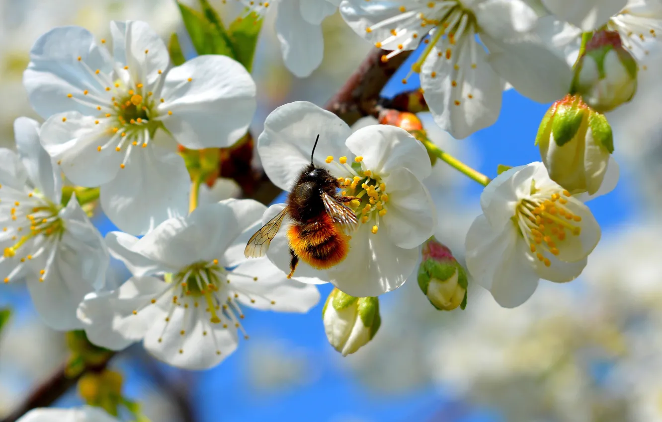 Photo wallpaper macro, flowers, bee, branch, spring, insect, bumblebee, Apple