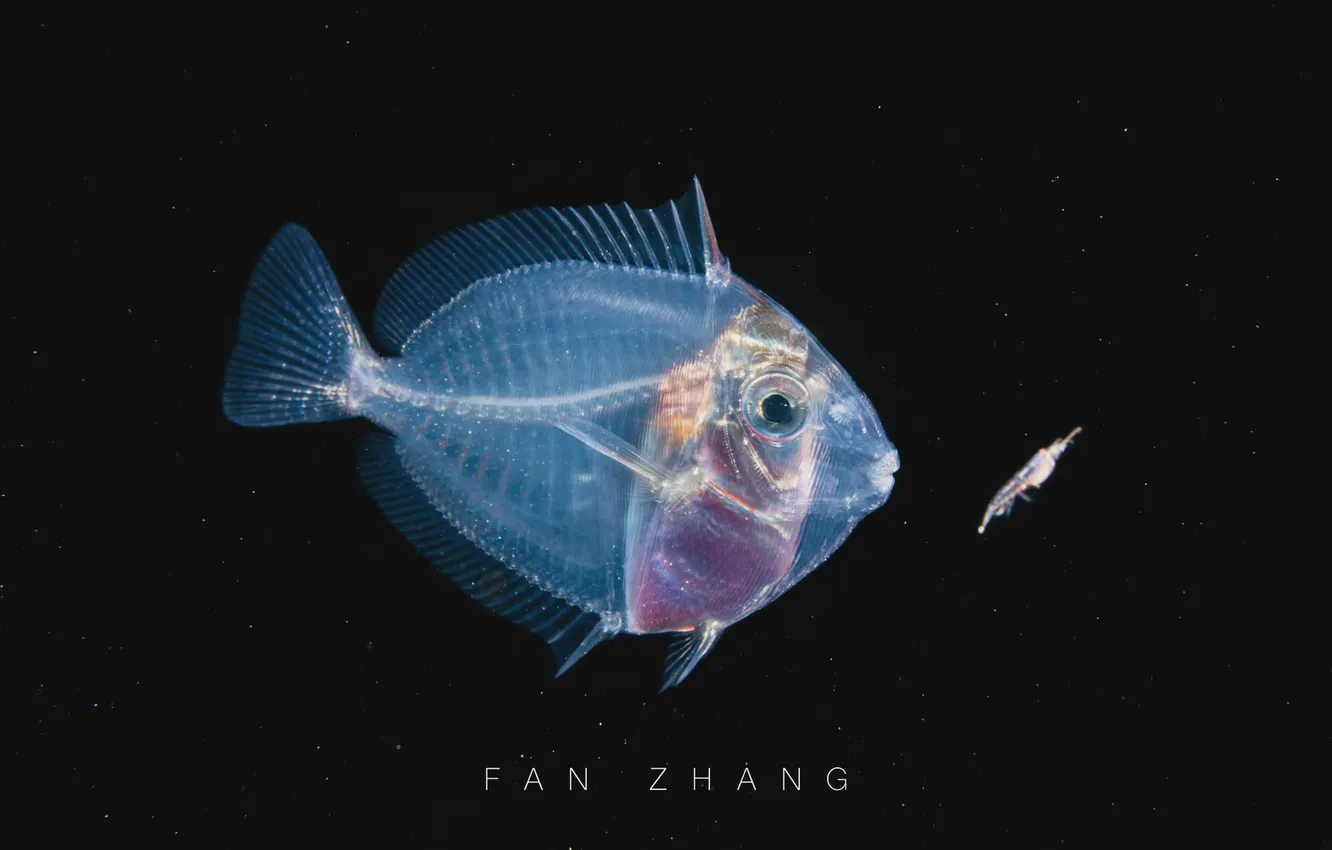 Photo wallpaper fish, shrimp, Plankton