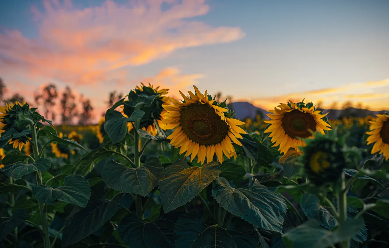 Photo wallpaper field, sunflowers, flowers, petals, flower, field, sunflower, Sunflower Field