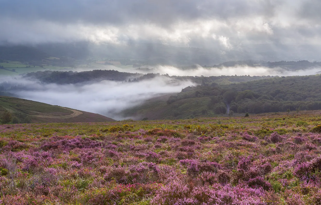 Photo wallpaper field, mountains, fog, hills, dal, Heather