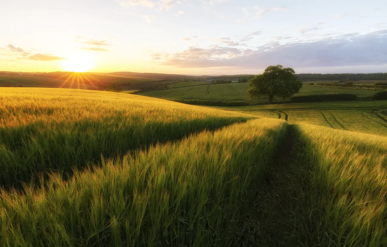 Photo wallpaper road, field, the sun, trees, rye