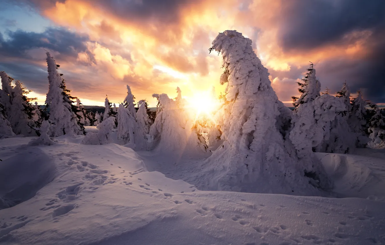 Photo wallpaper winter, the sun, rays, snow, trees, landscape, traces, clouds