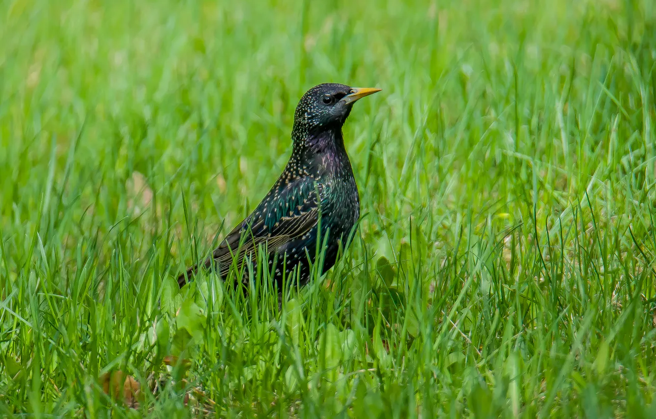 Photo wallpaper grass, nature, bird, looks, Starling