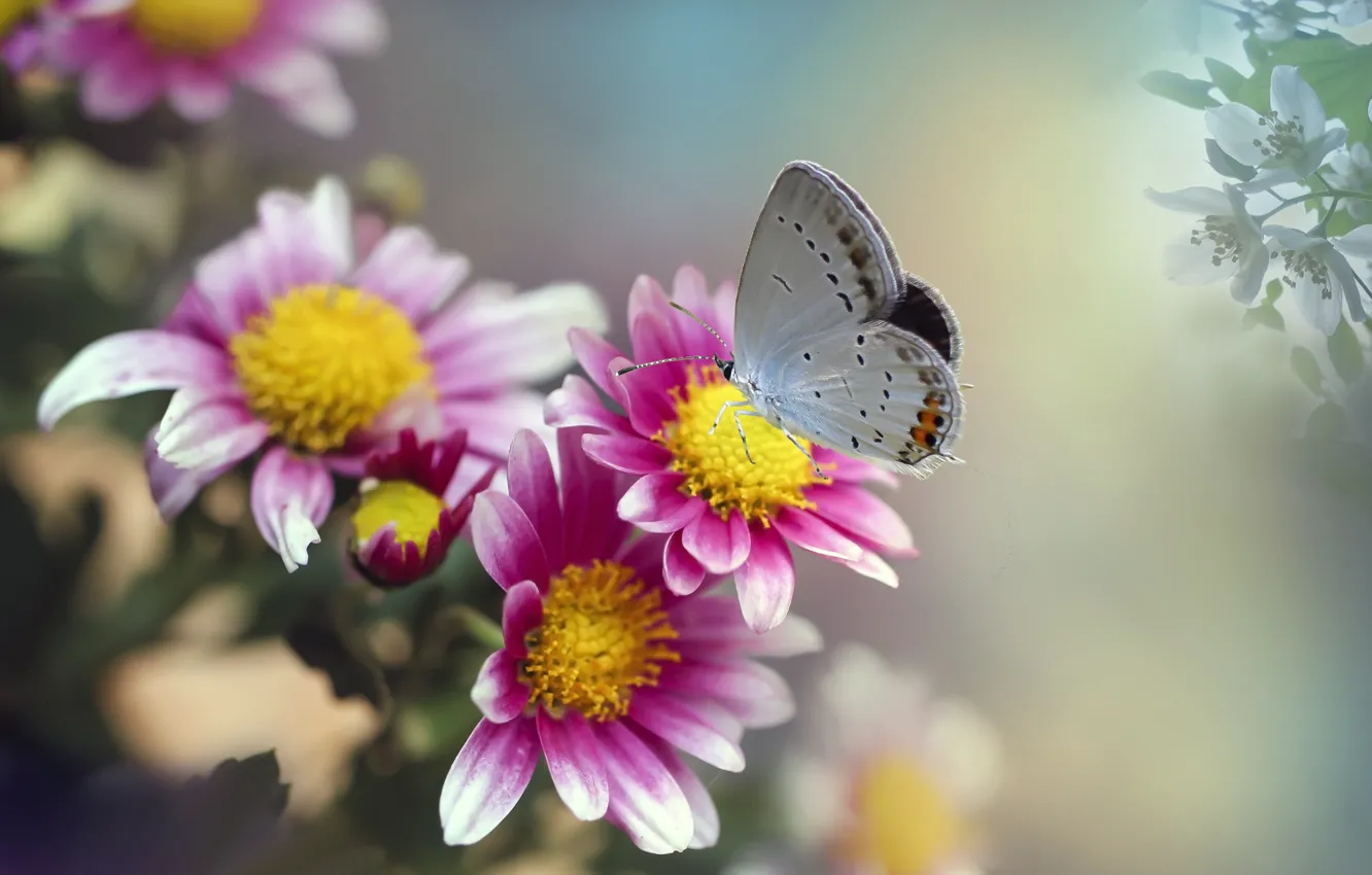 Photo wallpaper macro, flowers, nature, collage, butterfly, insect, chrysanthemum