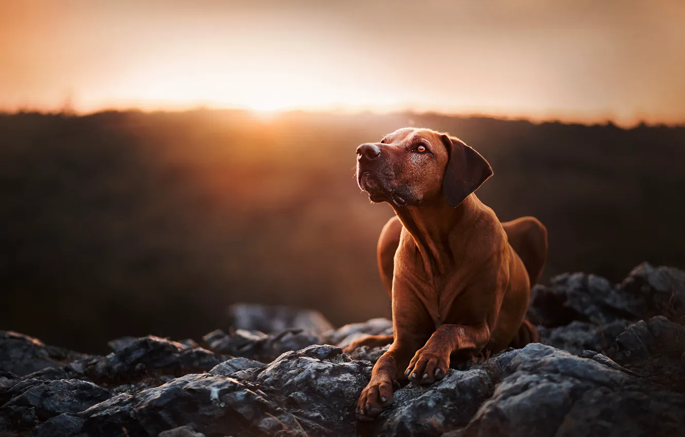 Photo wallpaper sunset, stones, portrait, dog, Rhodesian Ridgeback