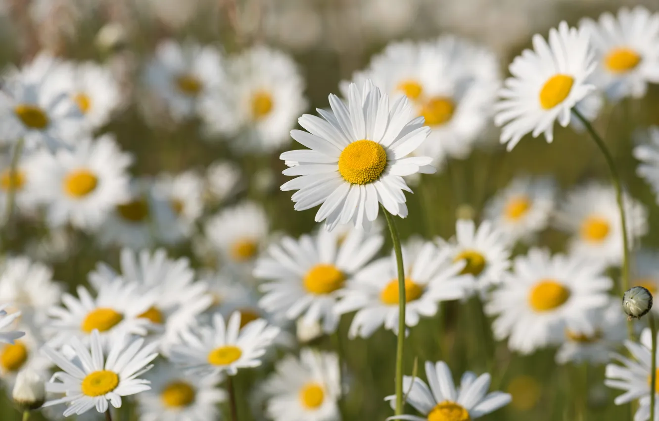 Photo wallpaper chamomile, bokeh, loves me - loves me not
