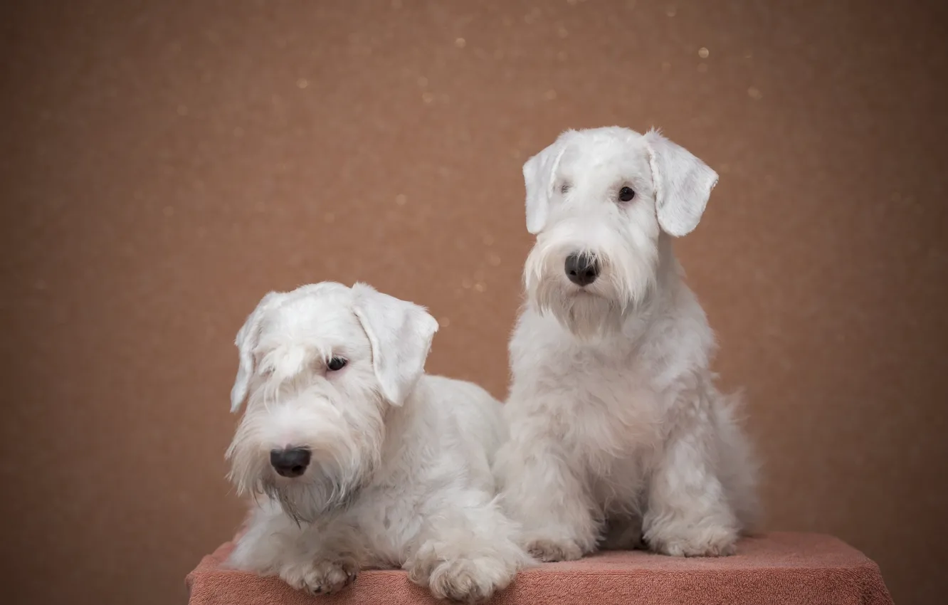 Photo wallpaper dogs, background, Puppies, pair, white