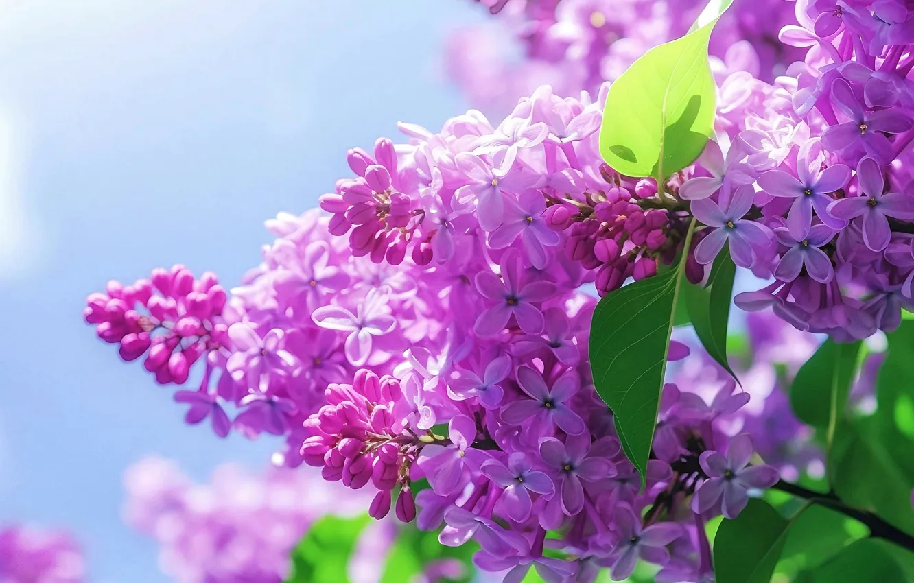 Photo wallpaper flowers, spring, bright, Sunny, lilac