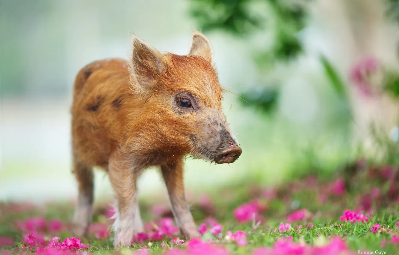 Photo wallpaper flowers, meadow, pig, pig