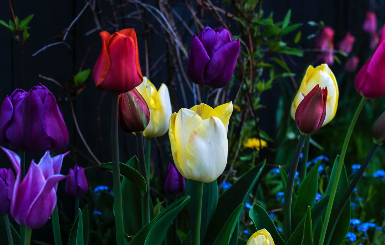 Photo wallpaper branches, the dark background, spring, yellow, garden, purple, tulips, red