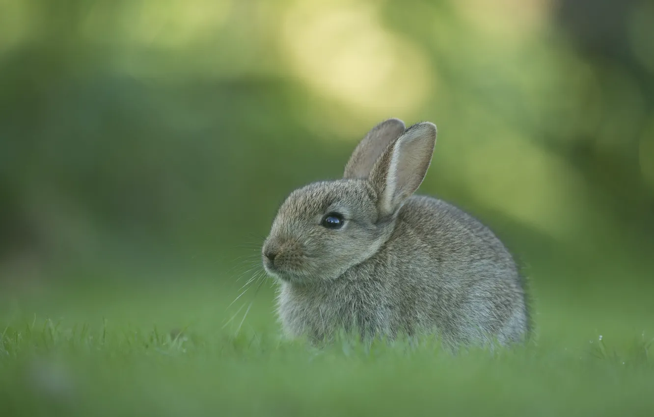 Photo wallpaper grass, ears, Bunny