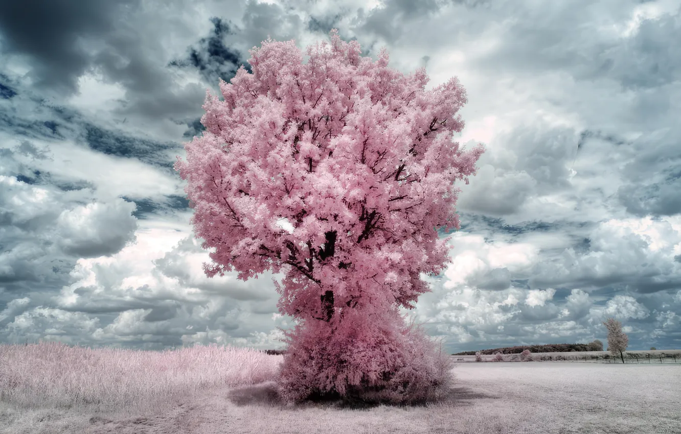 Photo wallpaper white, trees, pink, clouds, infrared, surreal, pastel