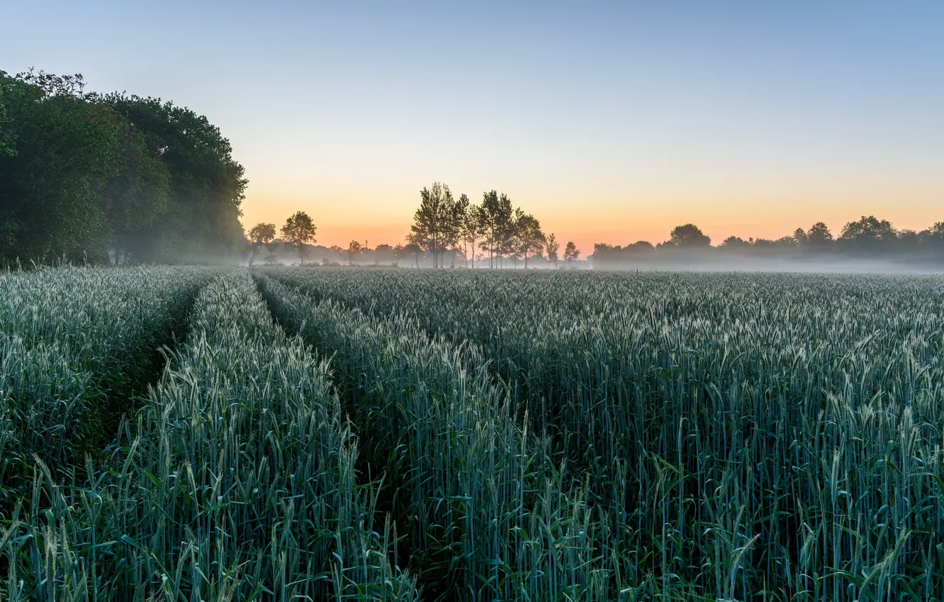 Photo wallpaper field, fog, morning, ears