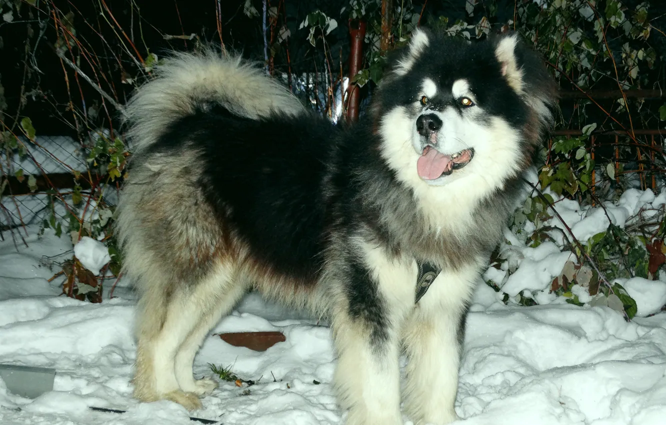 Photo wallpaper husky, Malamute, Alaskan Malamute, Yakut, sled dogs, snow carrousel jackpot, the best dog in the …