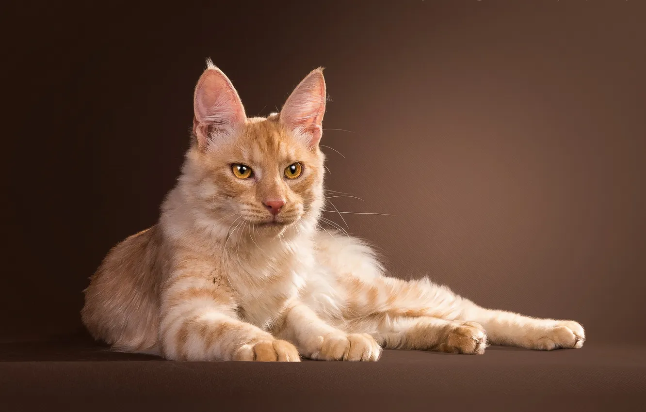 Photo wallpaper cat, look, background