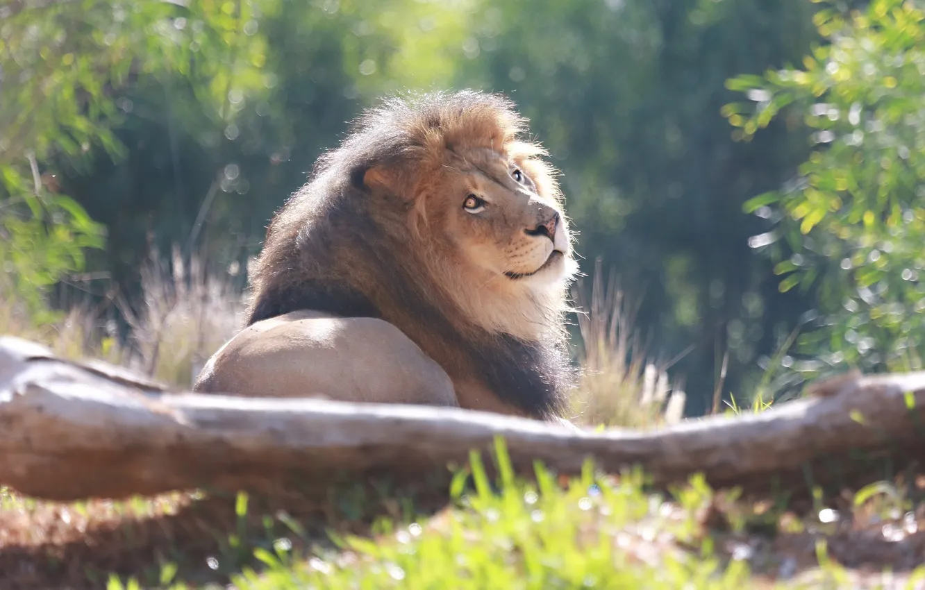 Photo wallpaper face, stay, predator, Leo, mane, lies, wild cat