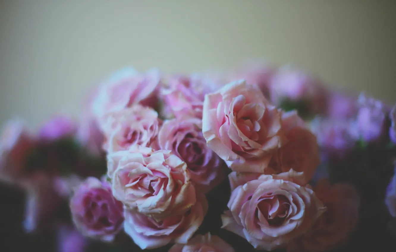 Photo wallpaper flowers, roses, petals, pink