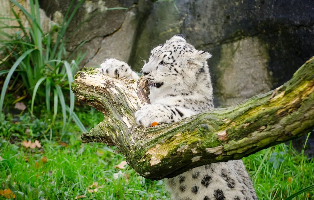 Photo wallpaper cat, grass, kitty, IRBIS, snow leopard, log