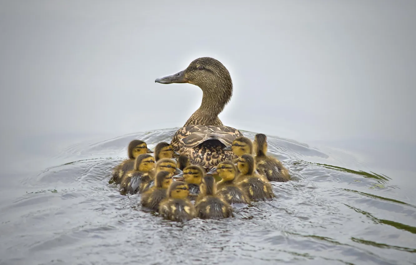 Photo wallpaper water, nature, duck