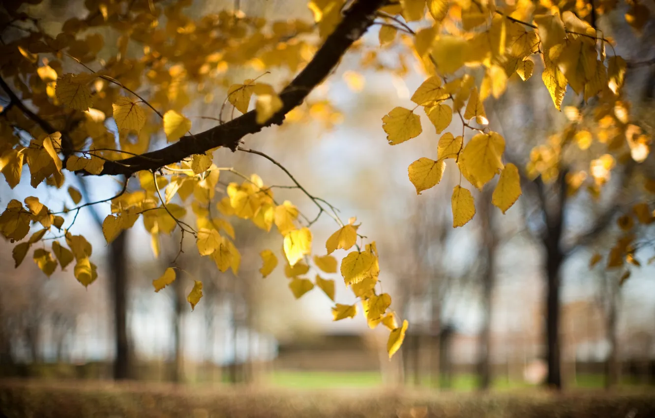 Photo wallpaper autumn, leaves, nature, tree, branch, blur