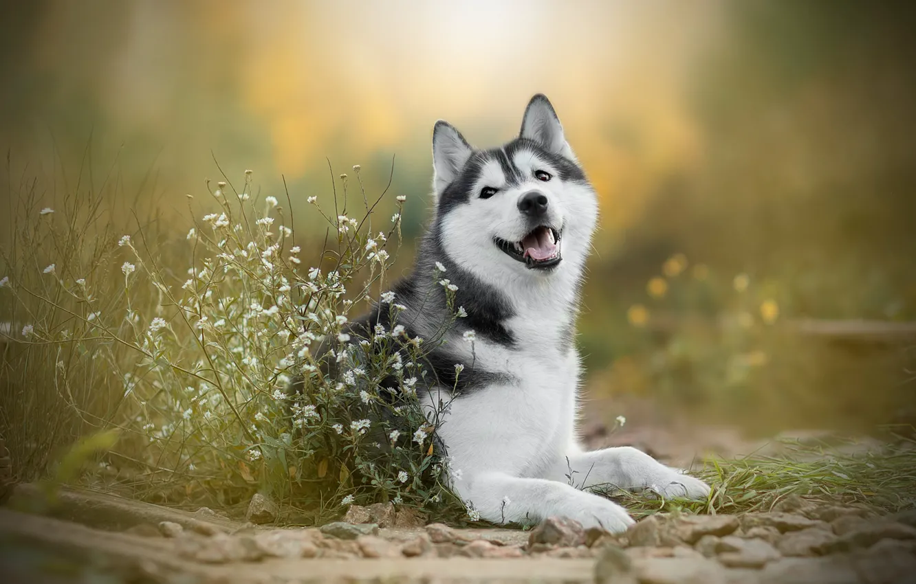 Photo wallpaper flowers, dog, husky, bokeh