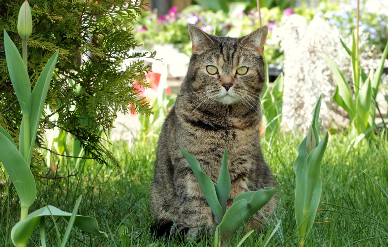 Photo wallpaper cat, cat, flowers, spring, flowerbed, kitty