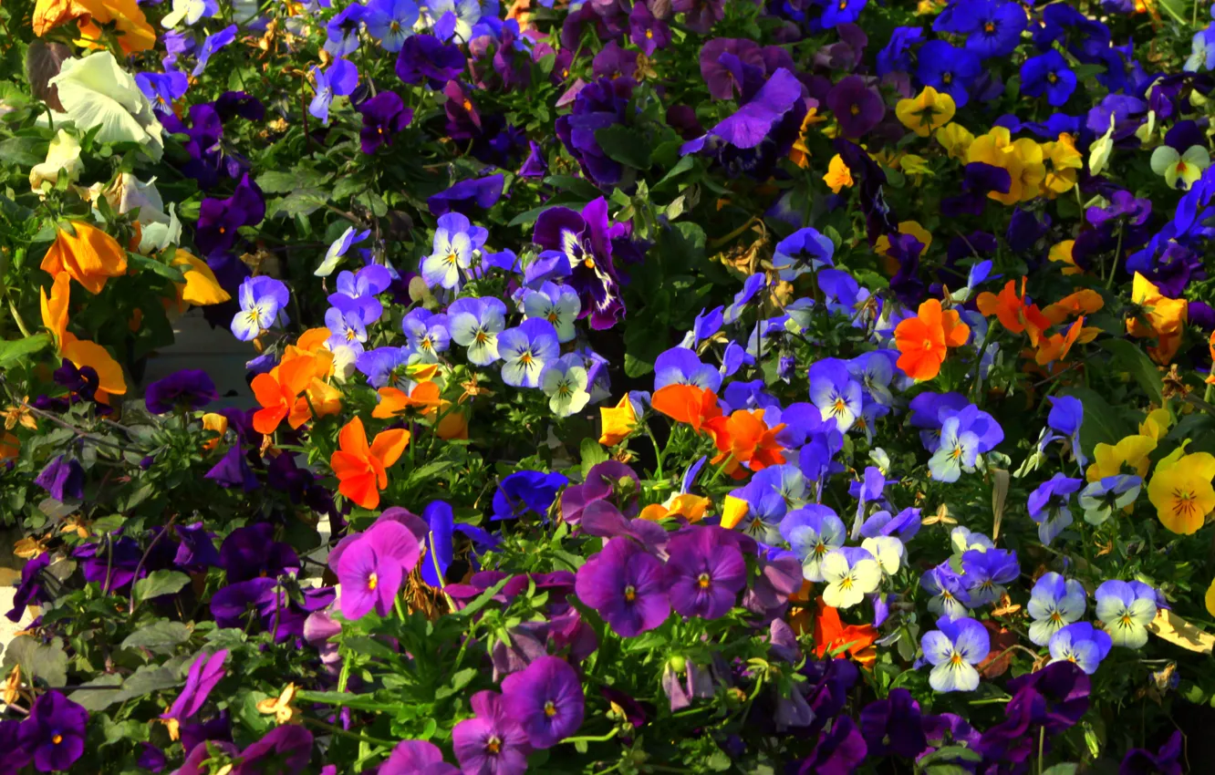 Photo wallpaper leaves, carpet, garden, flowerbed, lepecki