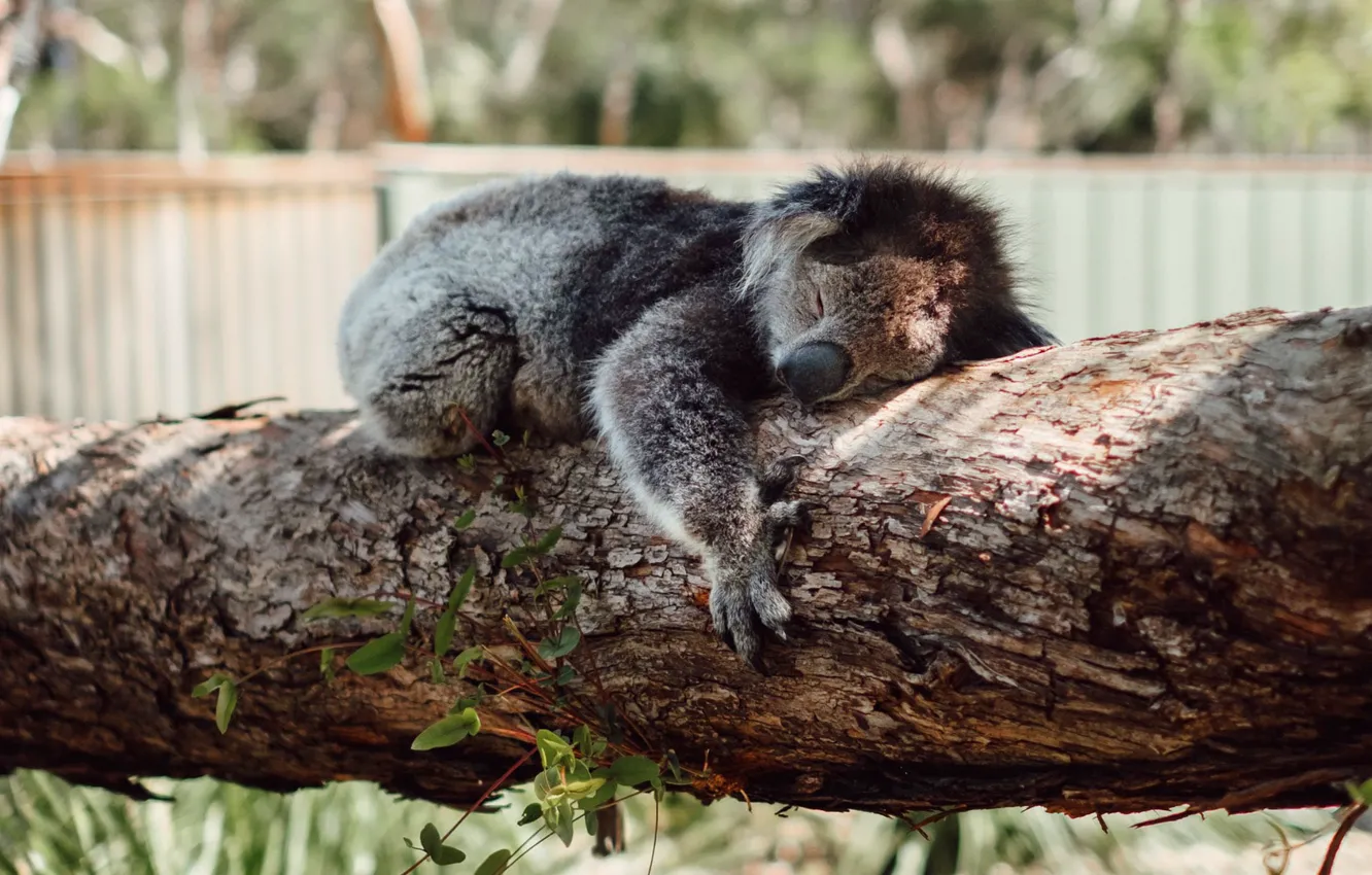 Photo wallpaper tree, sleep, sleeping, Koala
