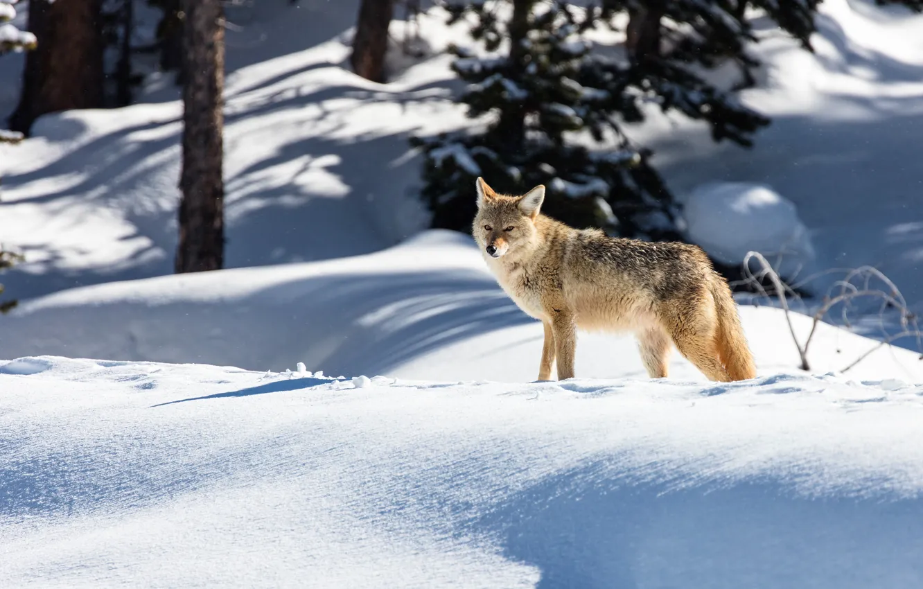 Photo wallpaper winter, forest, look, light, snow, trees, wolf, shadow