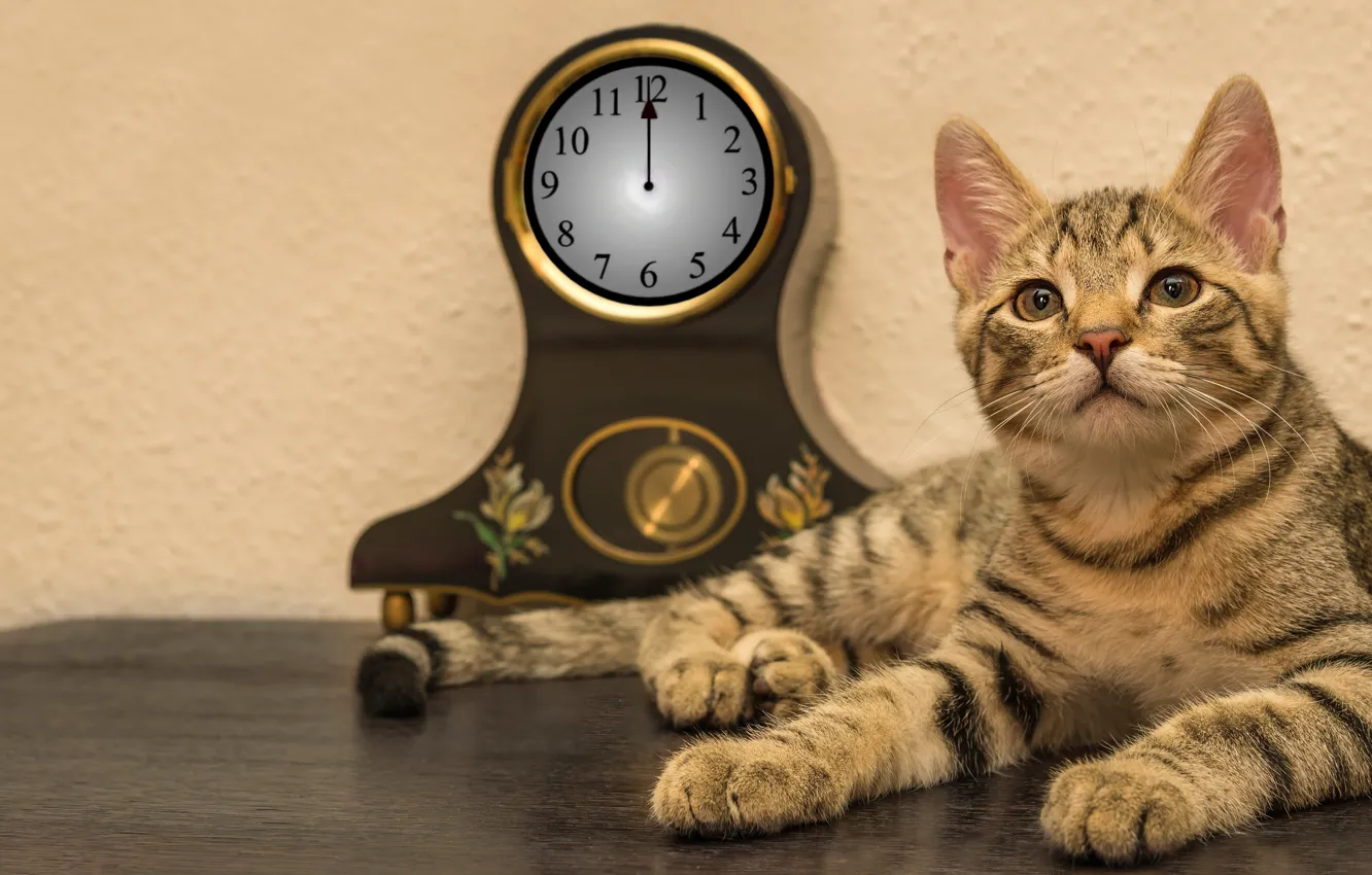 Photo wallpaper cat, cat, look, face, table, background, wall, watch