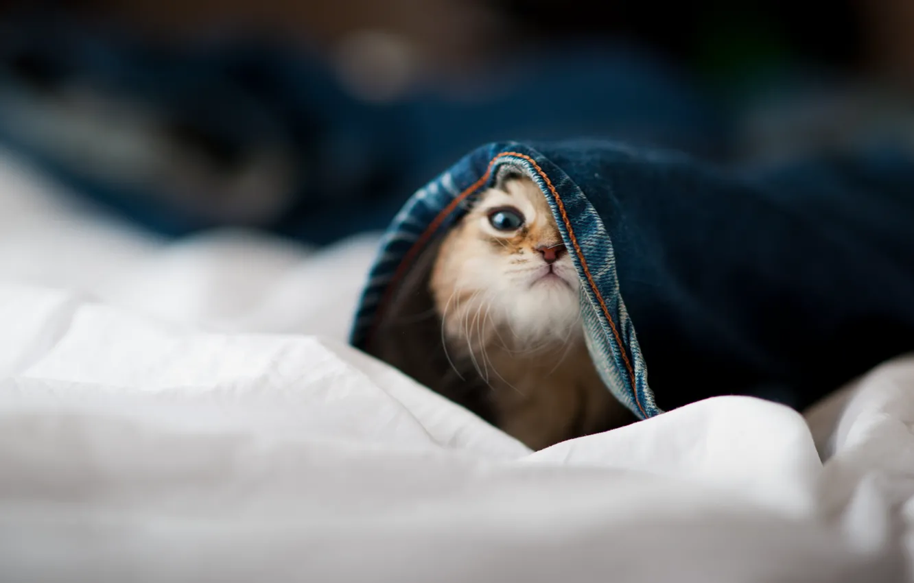 Photo wallpaper face, cat, hide and seek, kitty, pants