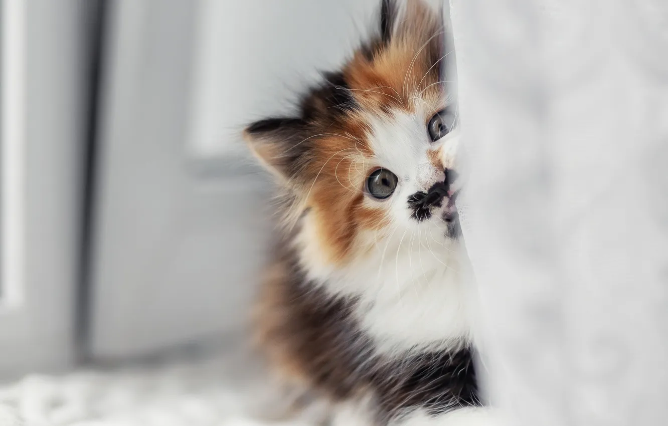 Photo wallpaper look, baby, muzzle, kitty