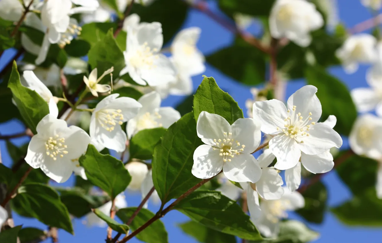 Photo wallpaper the sky, the bushes, Jasmine