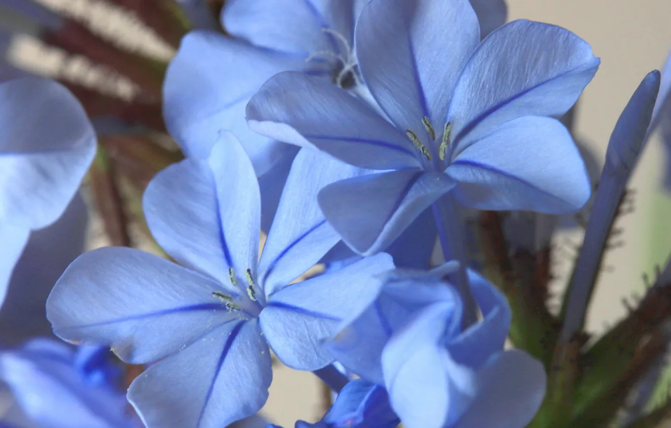 Photo wallpaper macro, nature, plant, petals