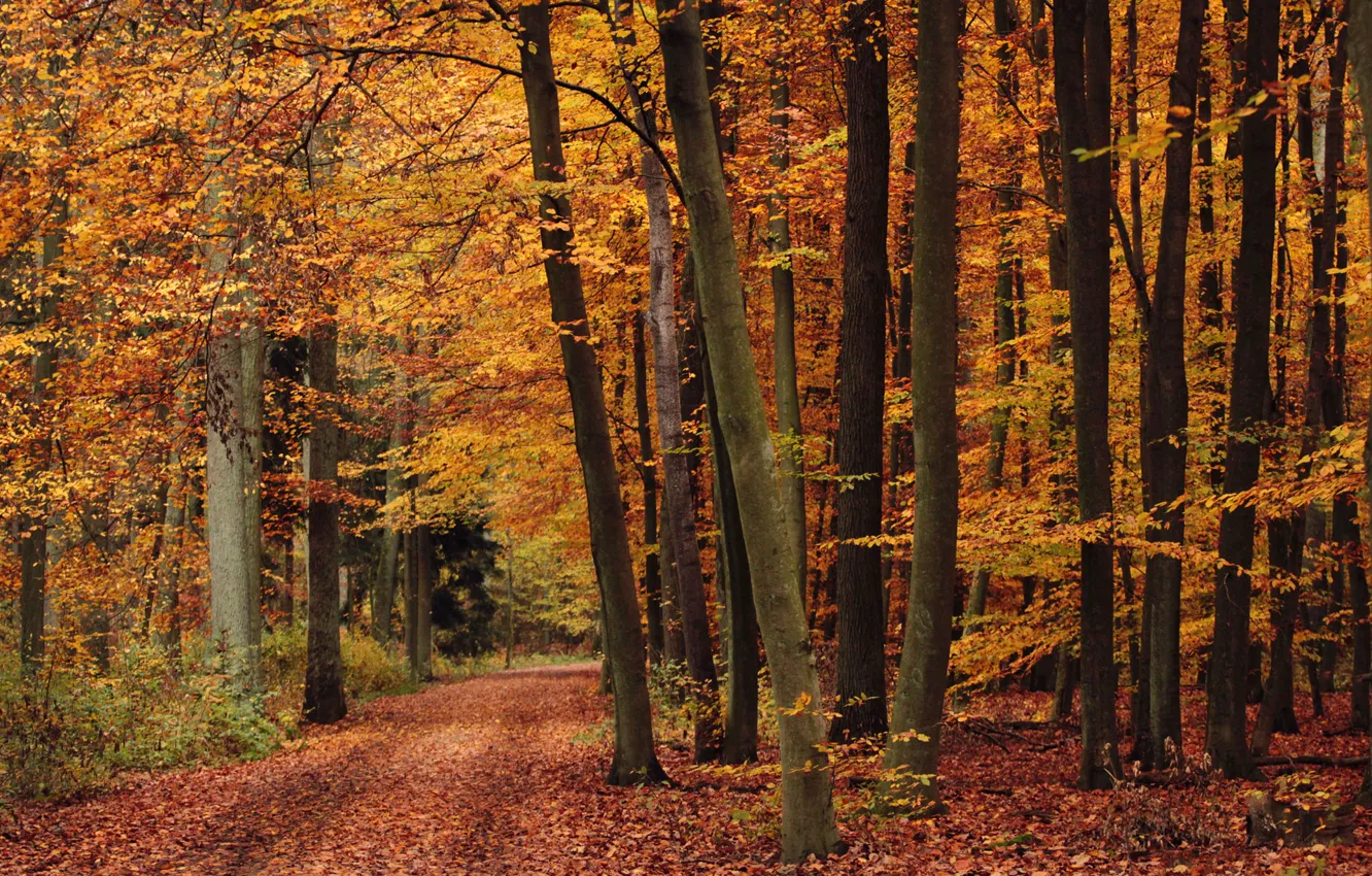 Photo wallpaper road, autumn, forest, leaves, trees