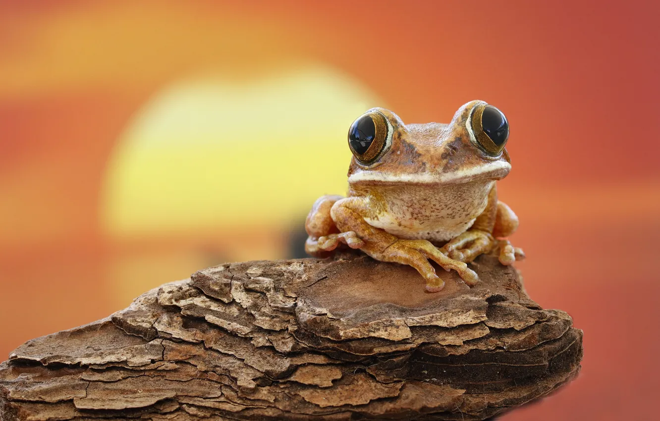 Photo wallpaper sunset, frog, bark