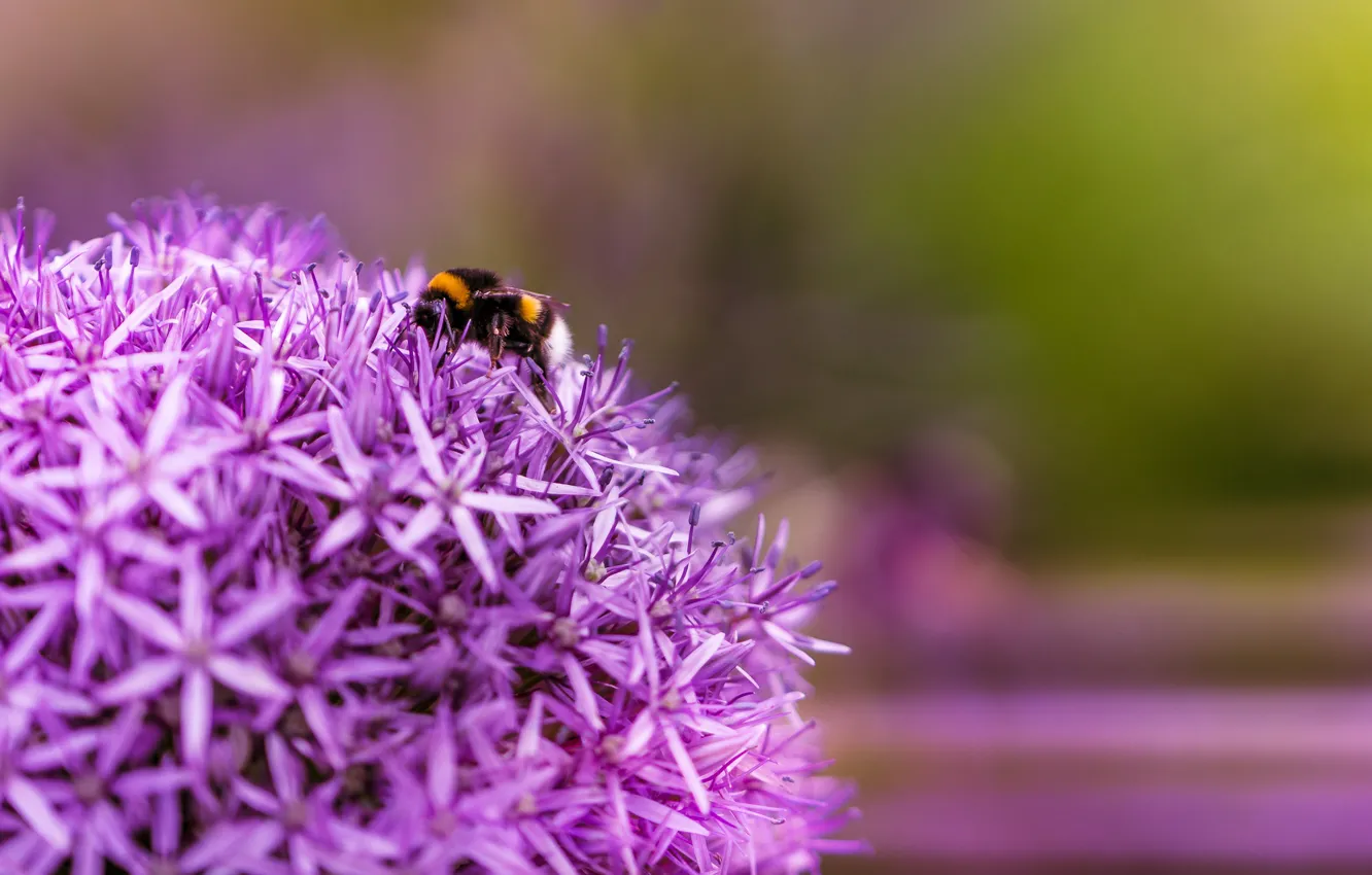 Photo wallpaper macro, flowers, pink, bumblebee, pollination, lilac, bokeh, Allium