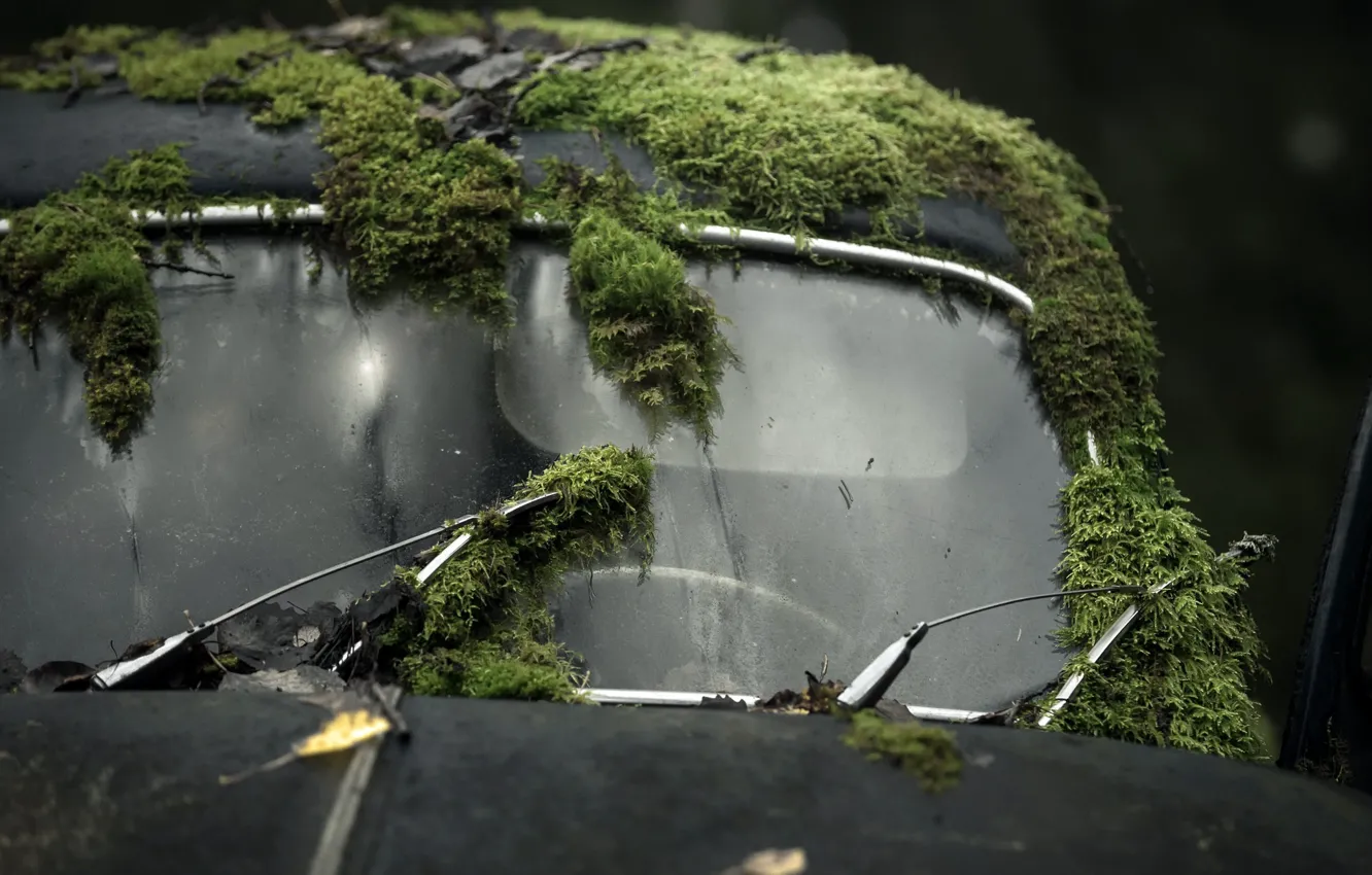 Photo wallpaper machine, background, moss
