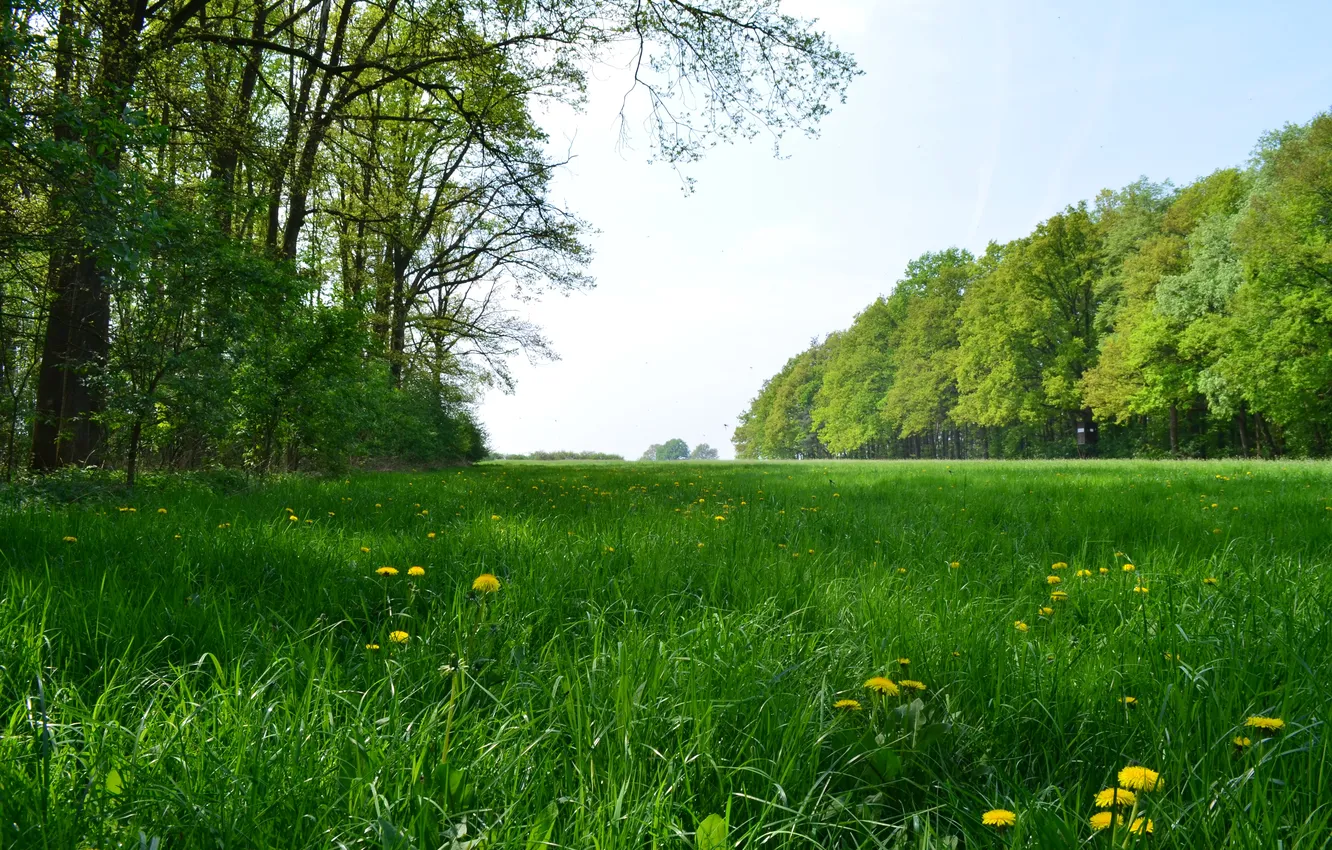 Photo wallpaper forest, the sky, grass, clouds, trees, landscape, flowers, nature