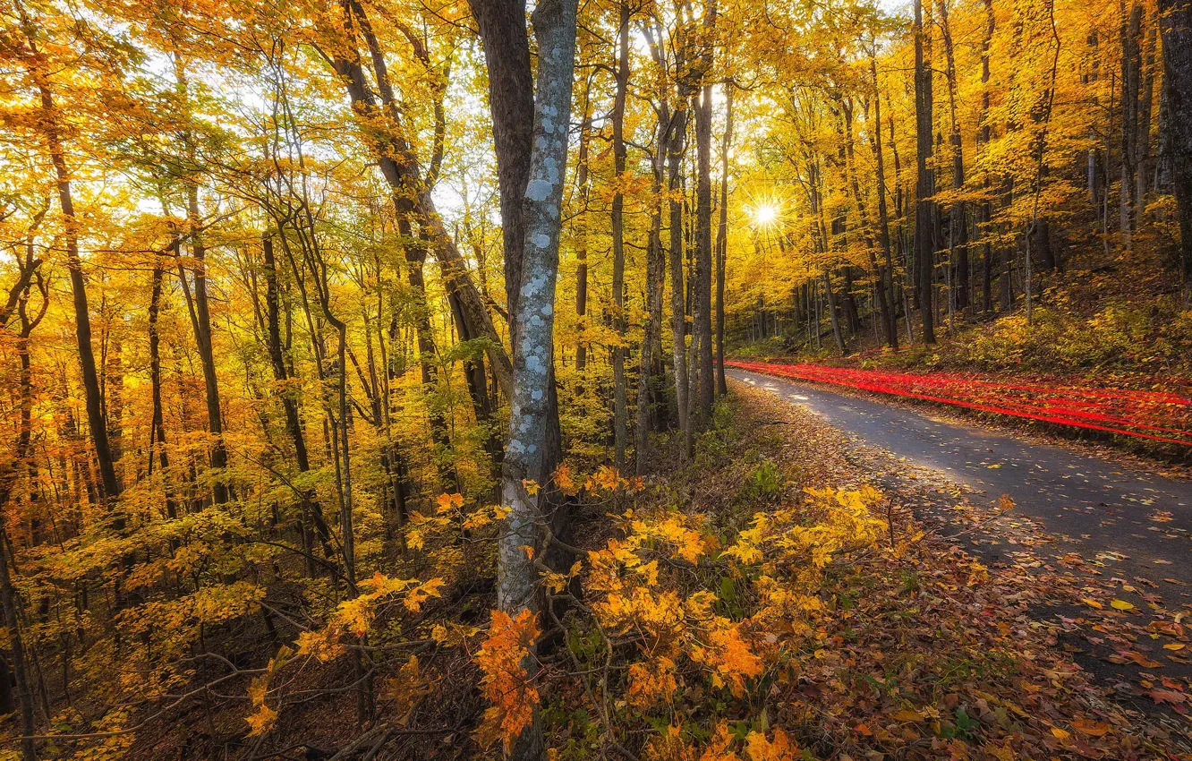 Photo wallpaper road, autumn, forest, leaves, the sun, trees, branches, Park