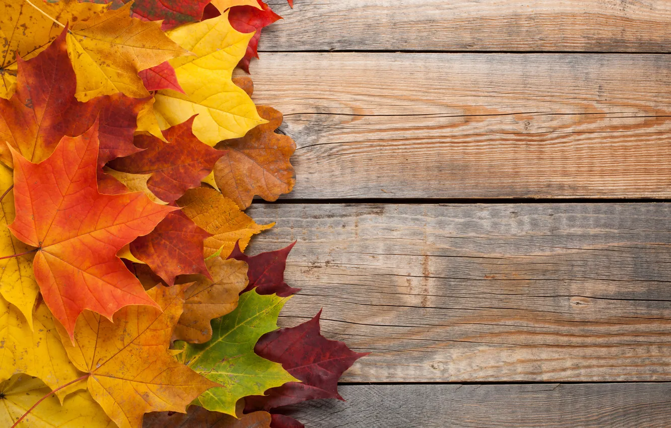 Photo wallpaper autumn, leaves, background, colorful, rainbow, maple, wood, autumn