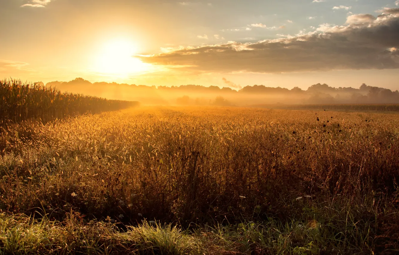 Photo wallpaper field, fog, dawn, morning