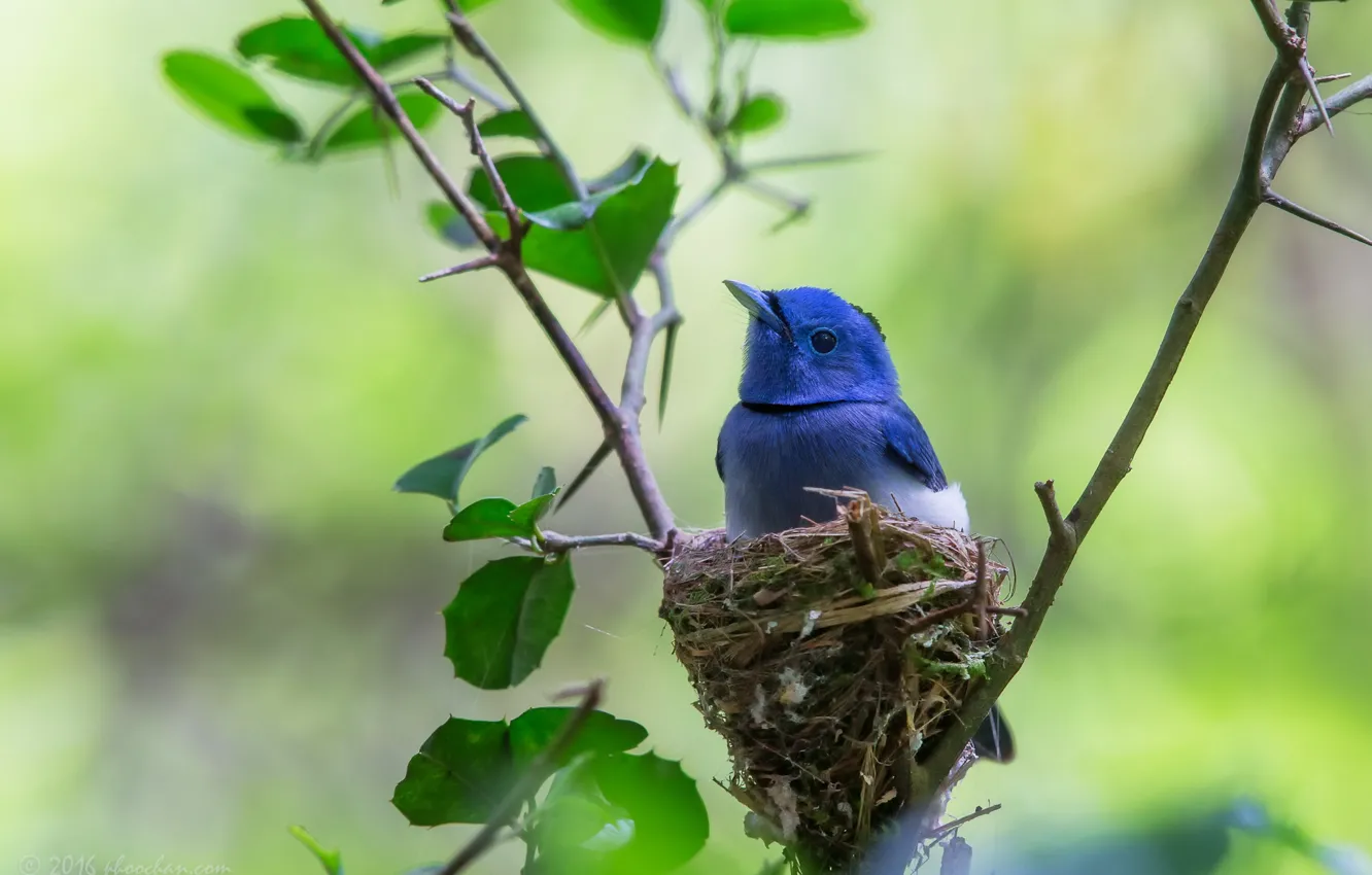 Photo wallpaper blue, socket, bird