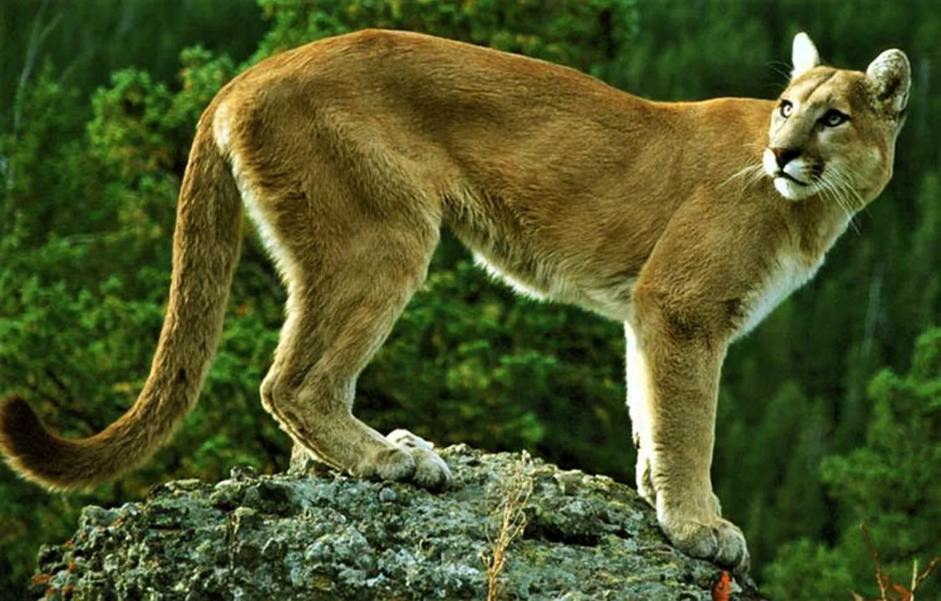 Photo wallpaper animal, wildlife, Puma