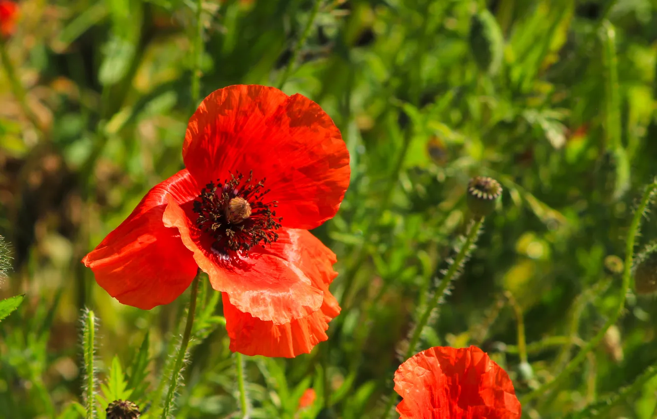 Photo wallpaper red, flower, poppy