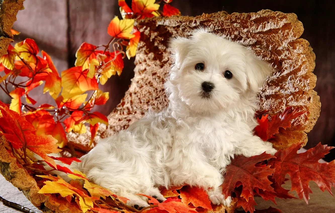 Photo wallpaper autumn, white, leaves, dog, puppy, bark