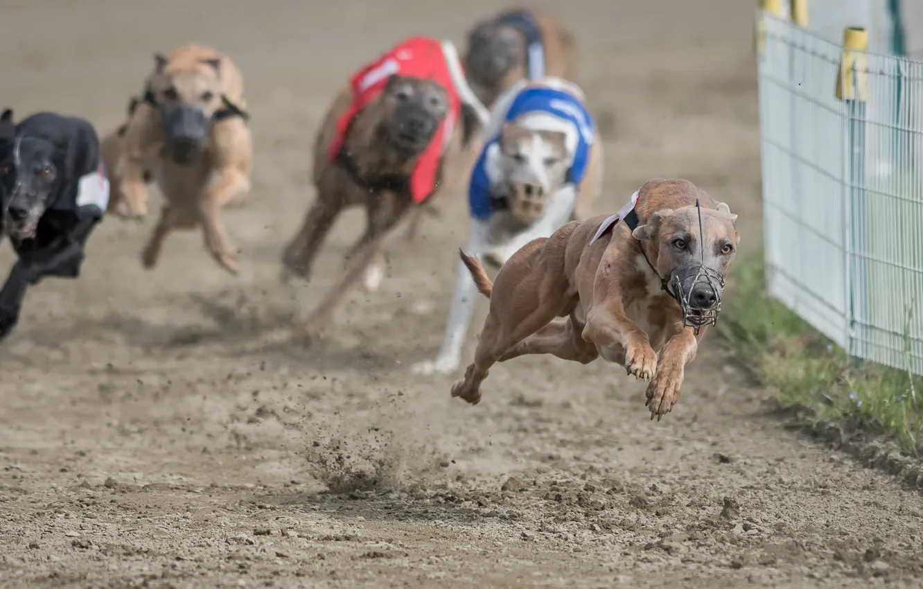 Photo wallpaper dogs, sport, running