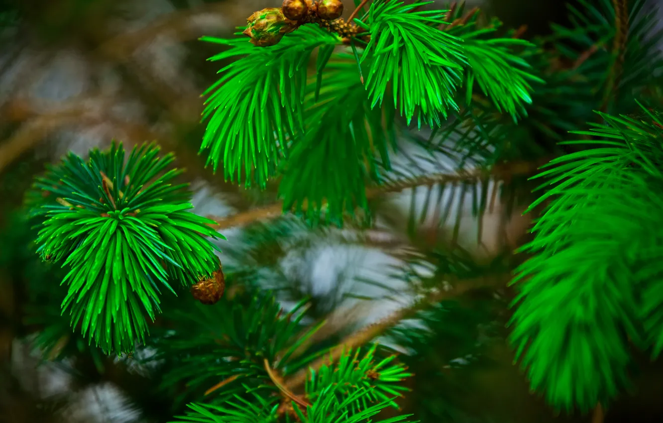 Photo wallpaper needles, branches, needles, pine, bokeh